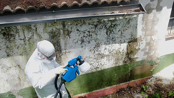Trusted Commercial Mold Remediation service in Immokalee, FL - Cheap Mold Removal